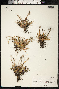 Image of Fimbristylis cymosa