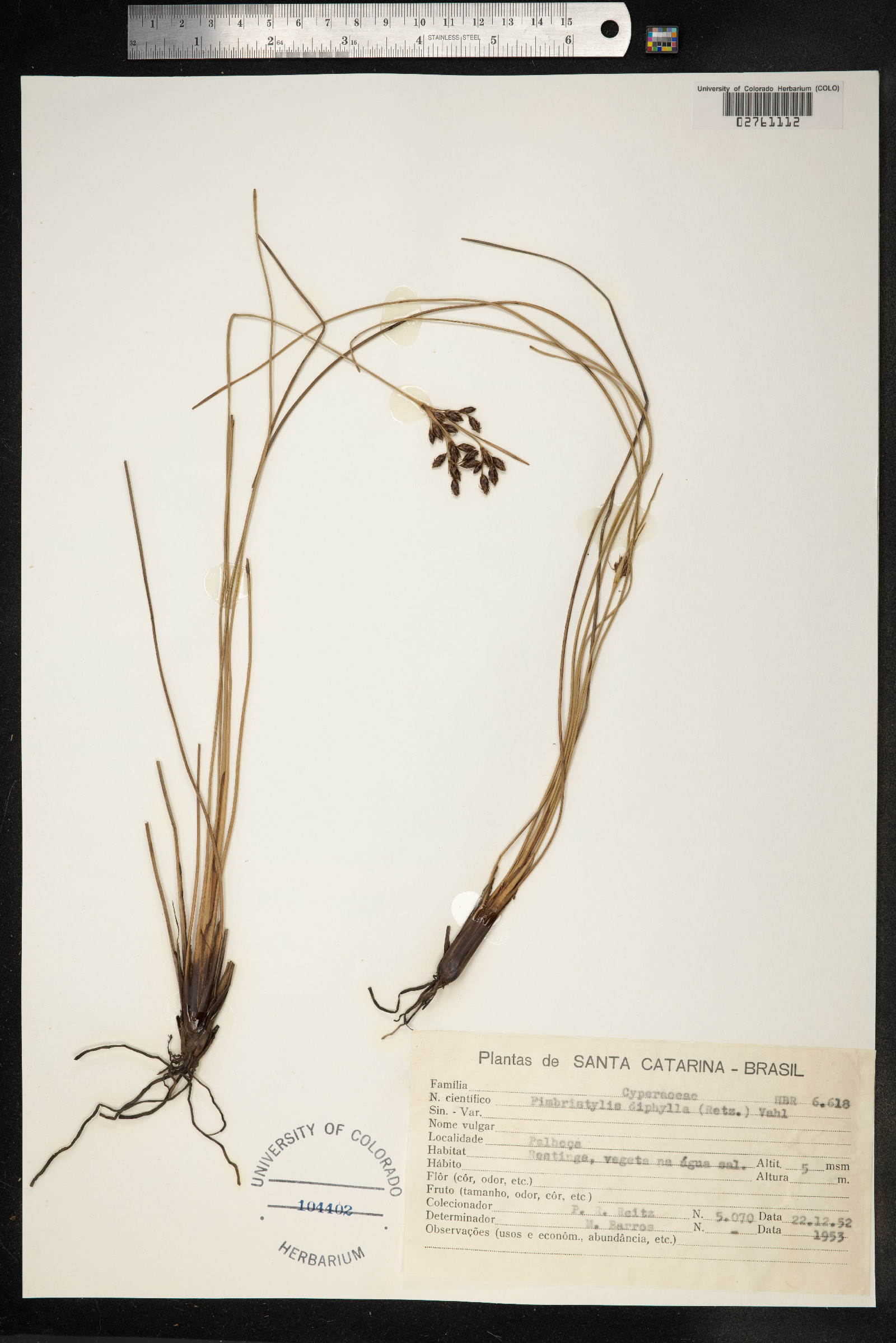 Fimbristylis dichotoma ssp. dichotoma image