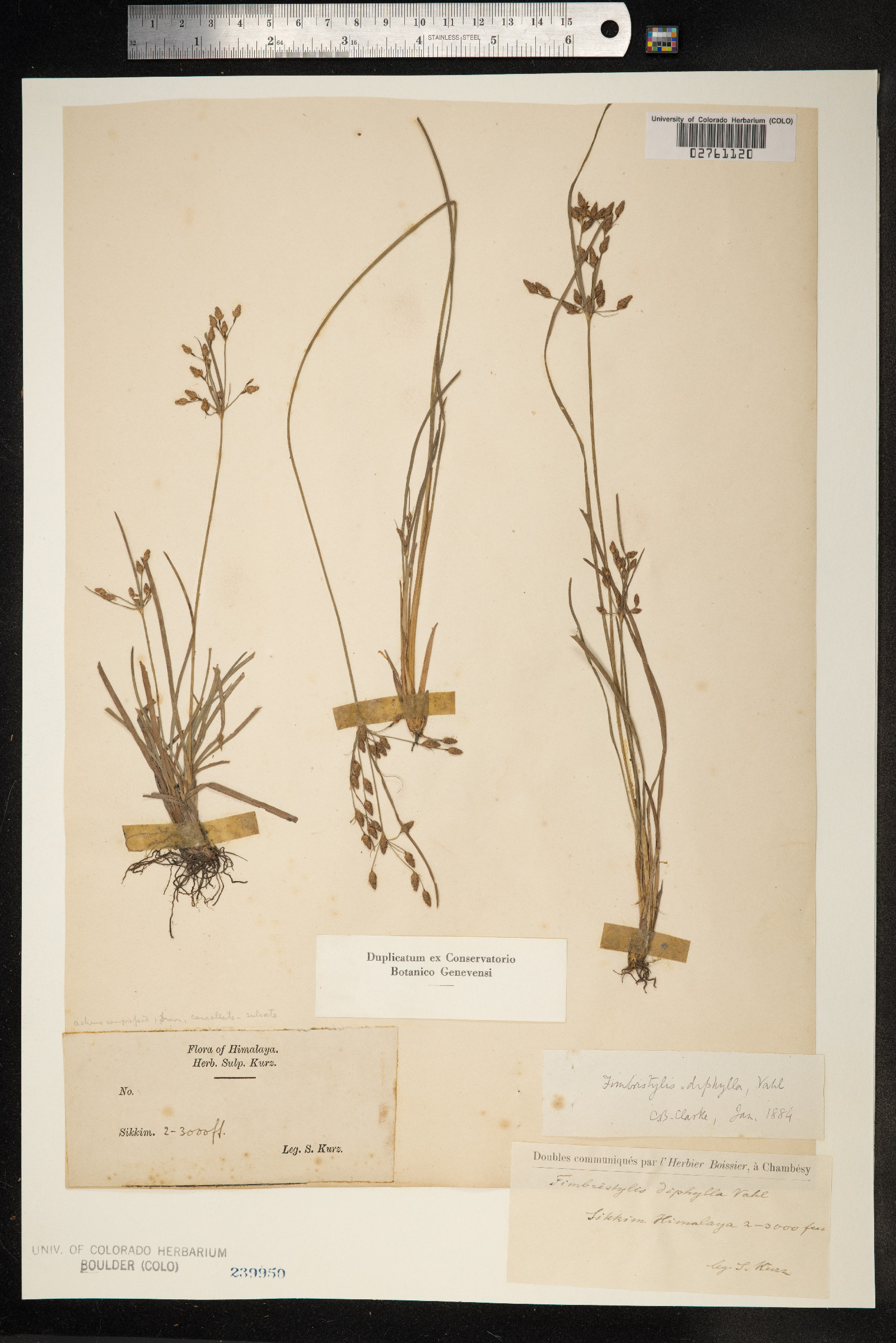 Fimbristylis dichotoma image