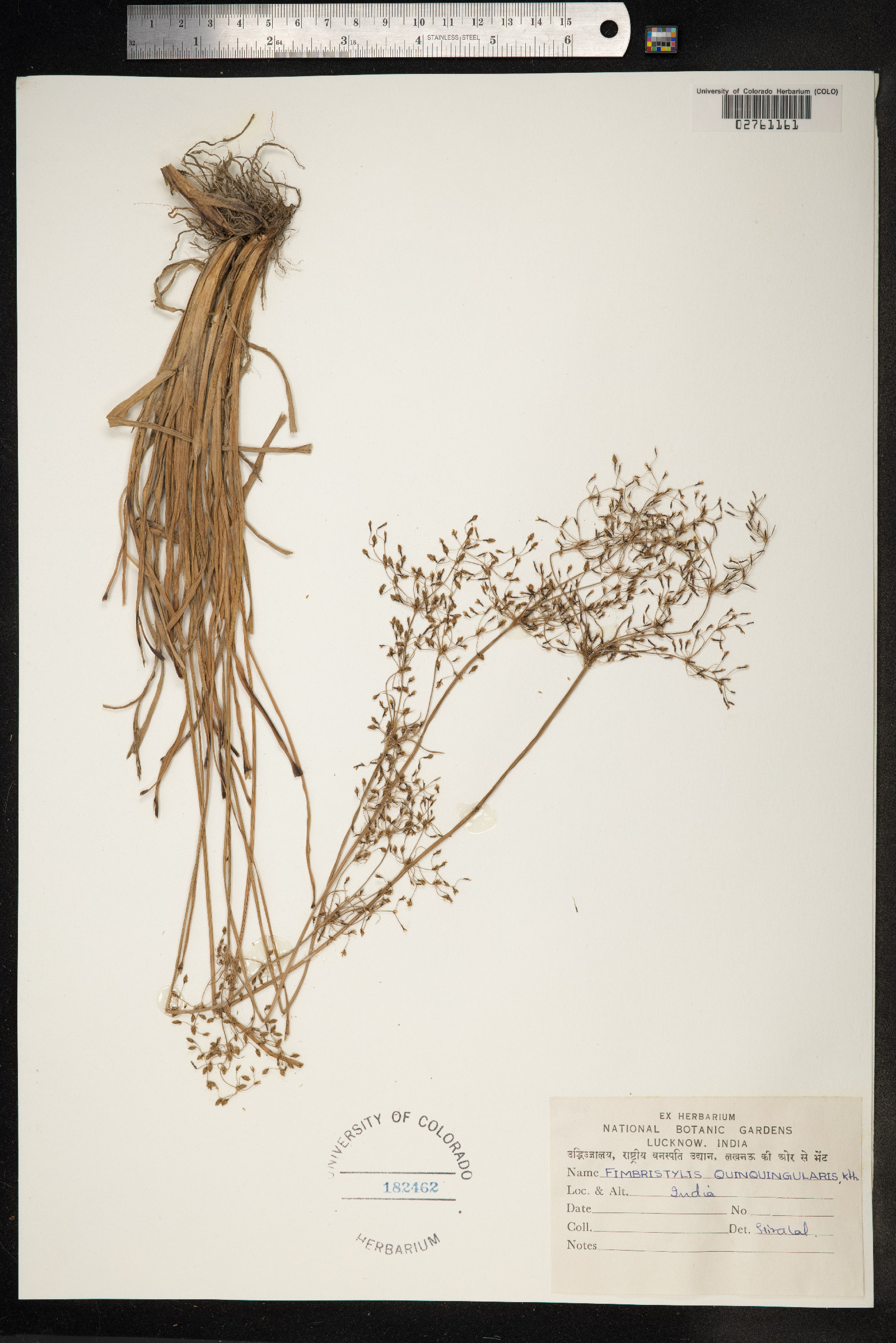 Fimbristylis quinquangularis image