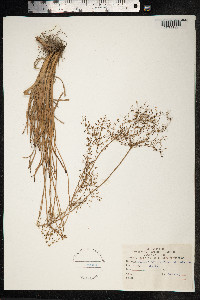 Image of Fimbristylis quinquangularis