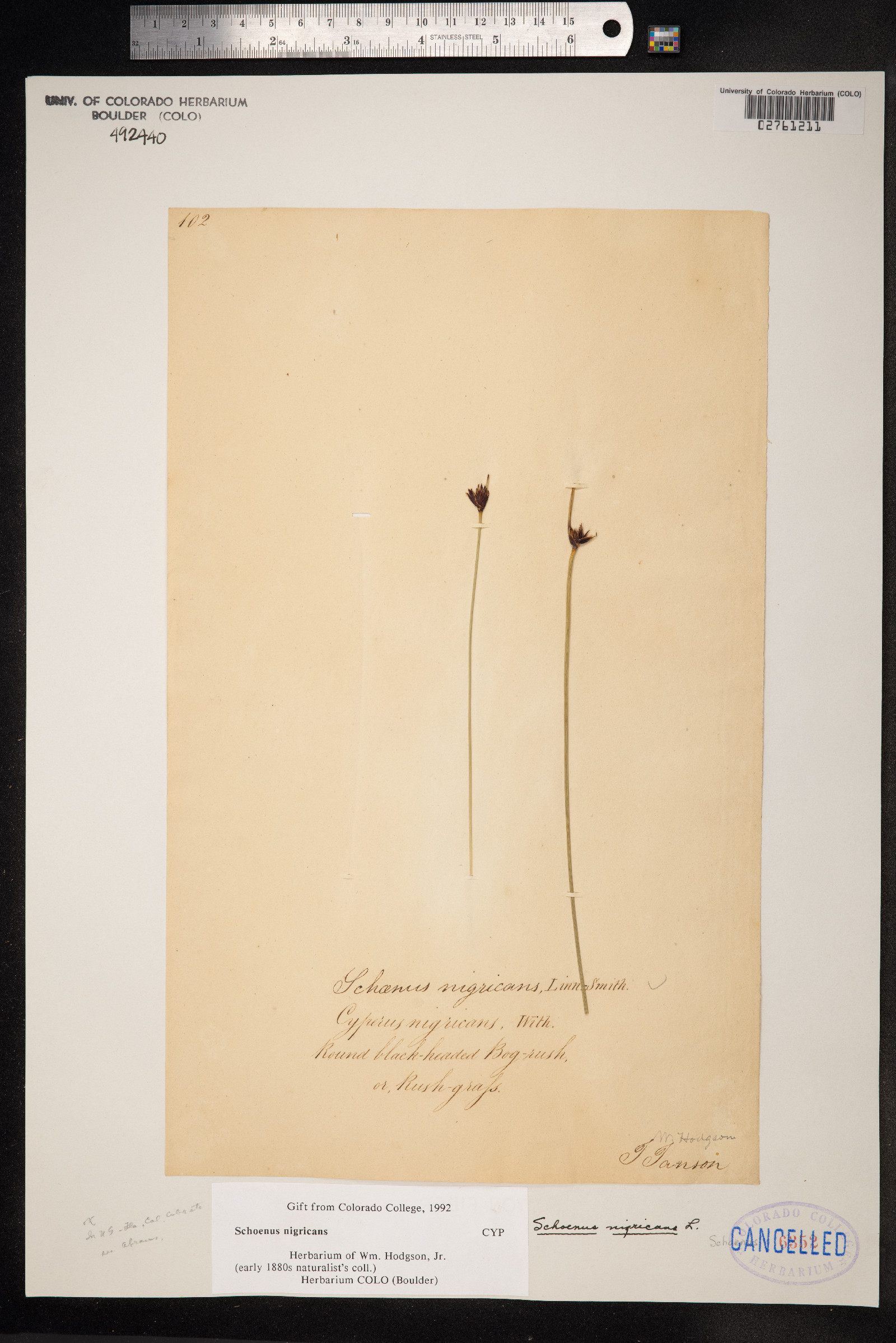 Schoenus nigricans image