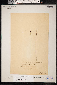 Schoenus nigricans image