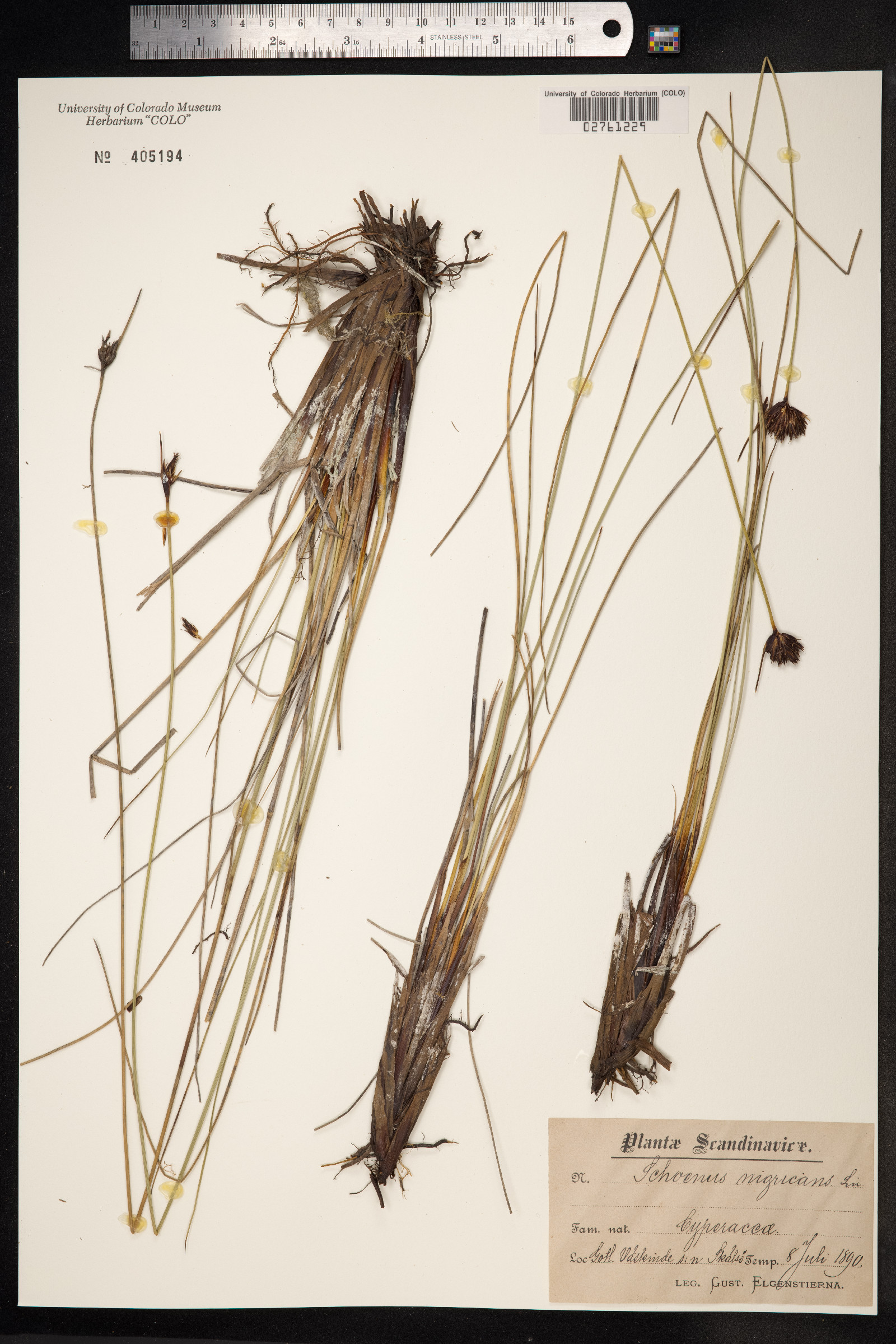 Schoenus nigricans image