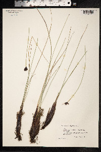 Schoenus nigricans image