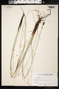 Schoenus nigricans image