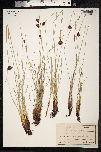 Schoenus nigricans image