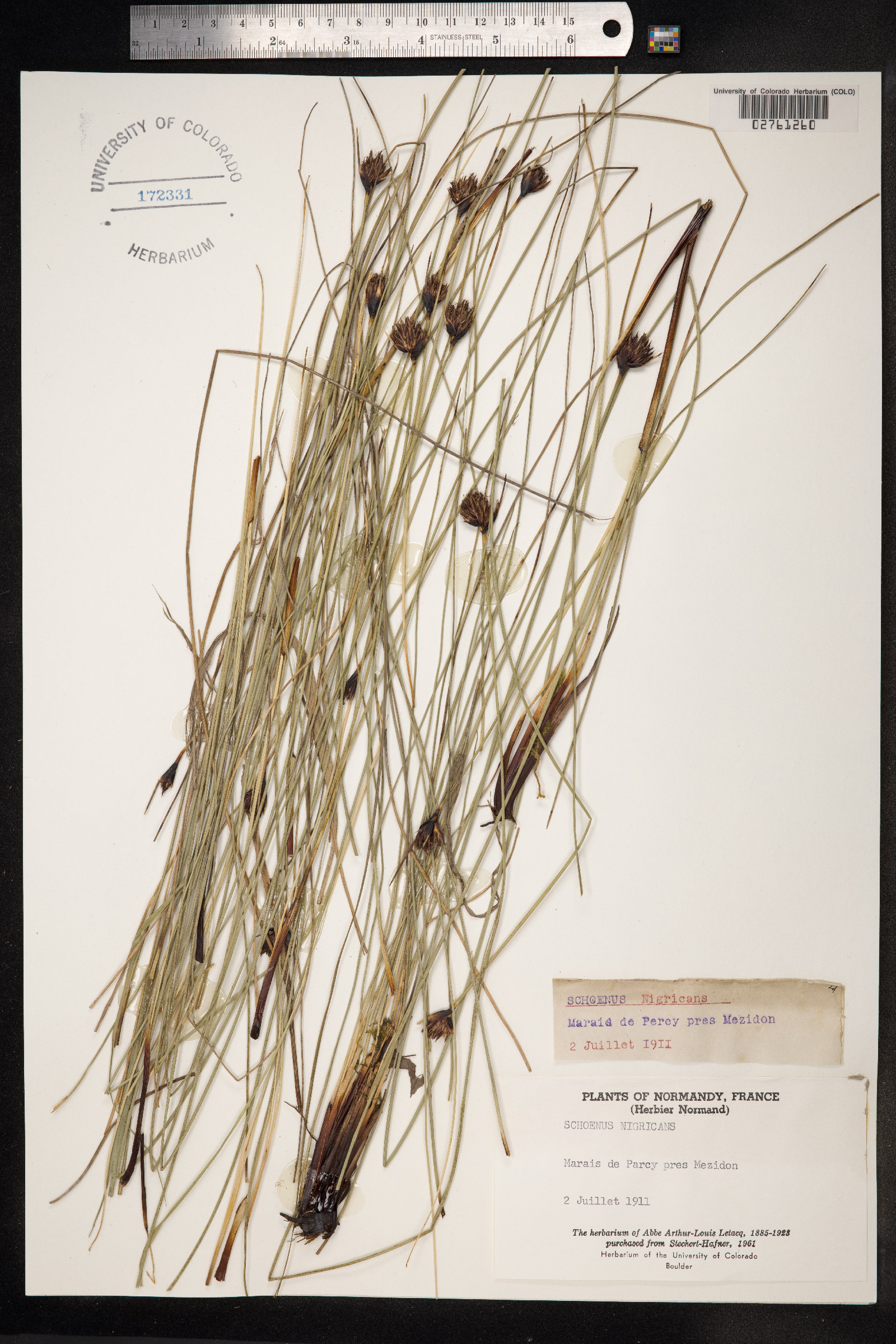 Schoenus nigricans image