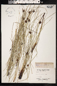 Schoenus nigricans image