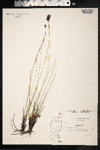 Schoenus nigricans image