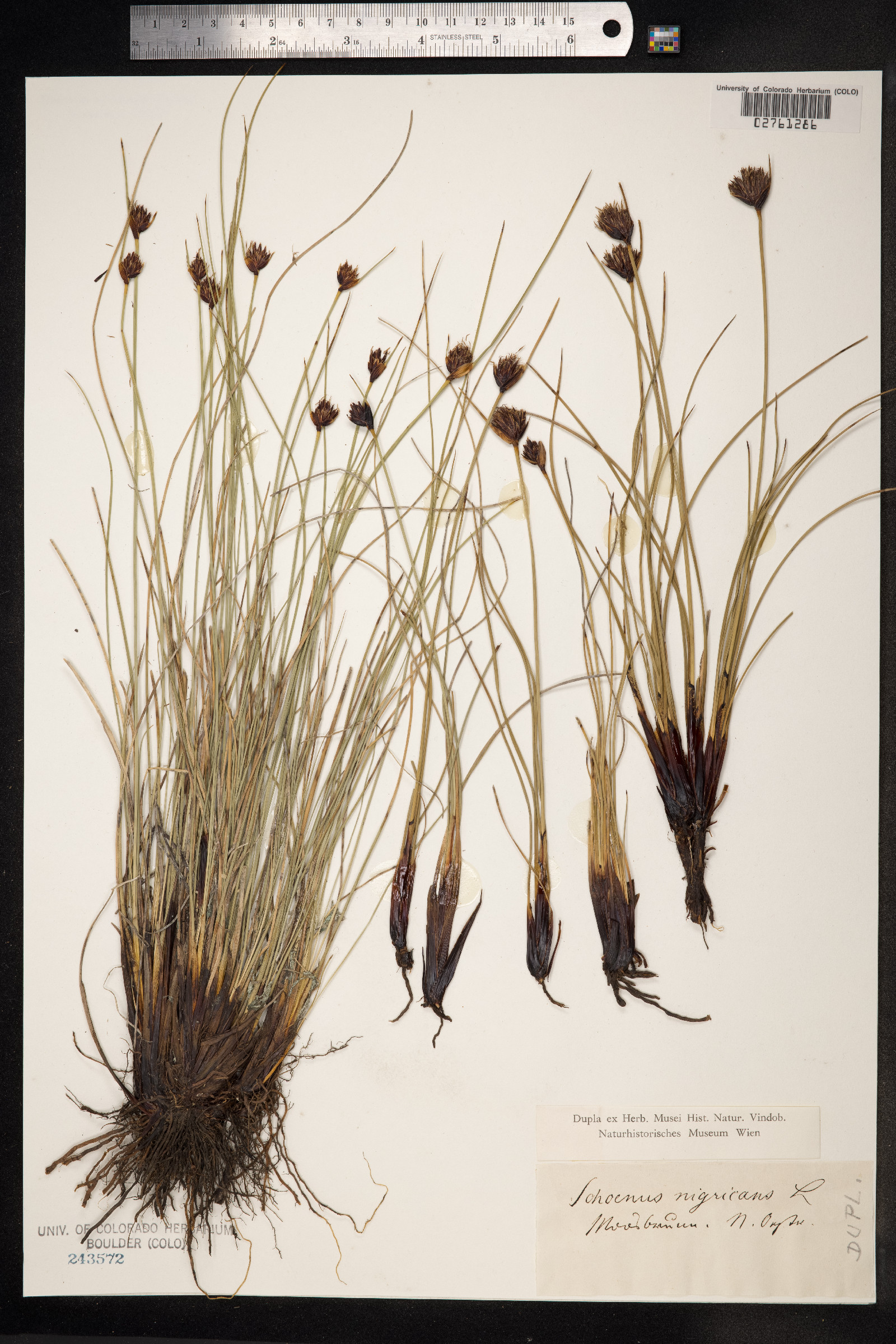 Schoenus nigricans image