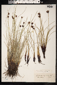 Schoenus nigricans image