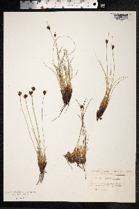 Schoenus nigricans image