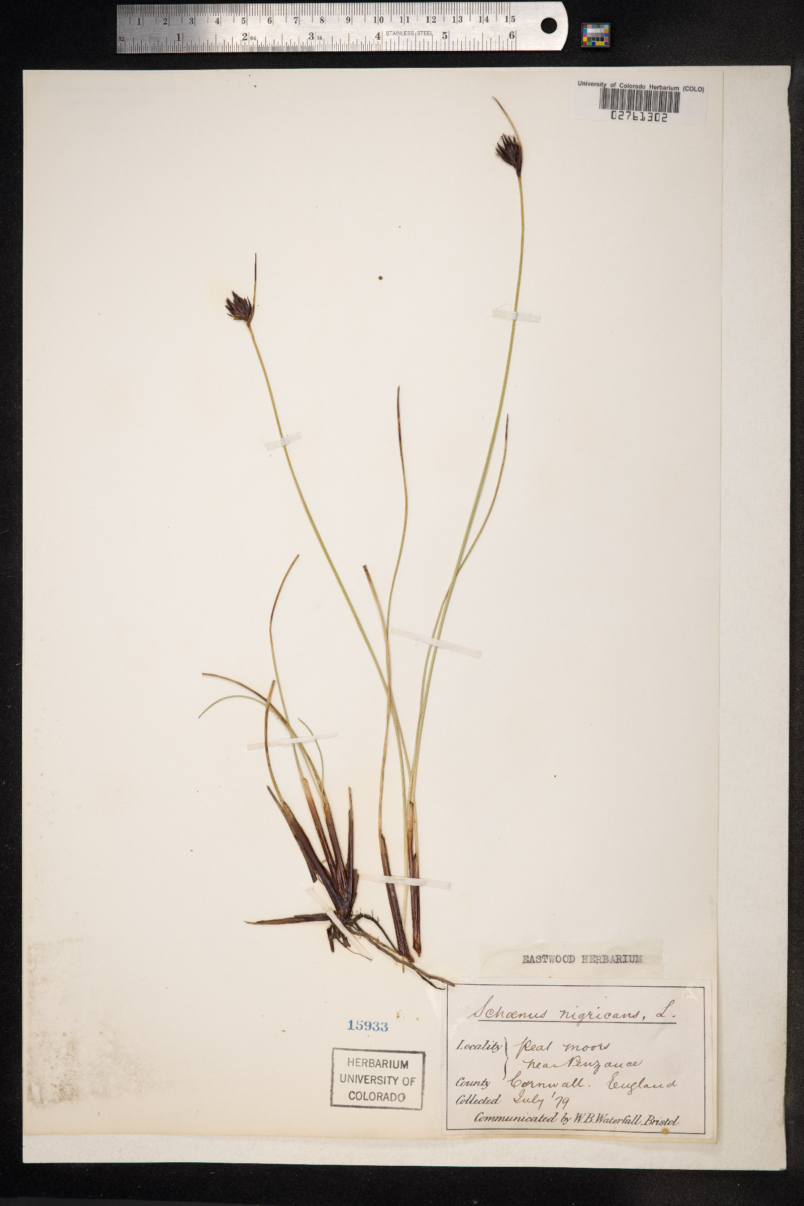 Schoenus nigricans image