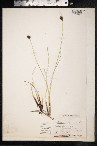 Schoenus nigricans image