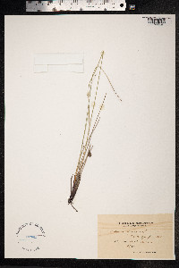 Schoenus nigricans image