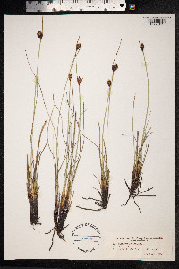 Schoenus nigricans image