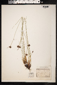 Schoenus nigricans image