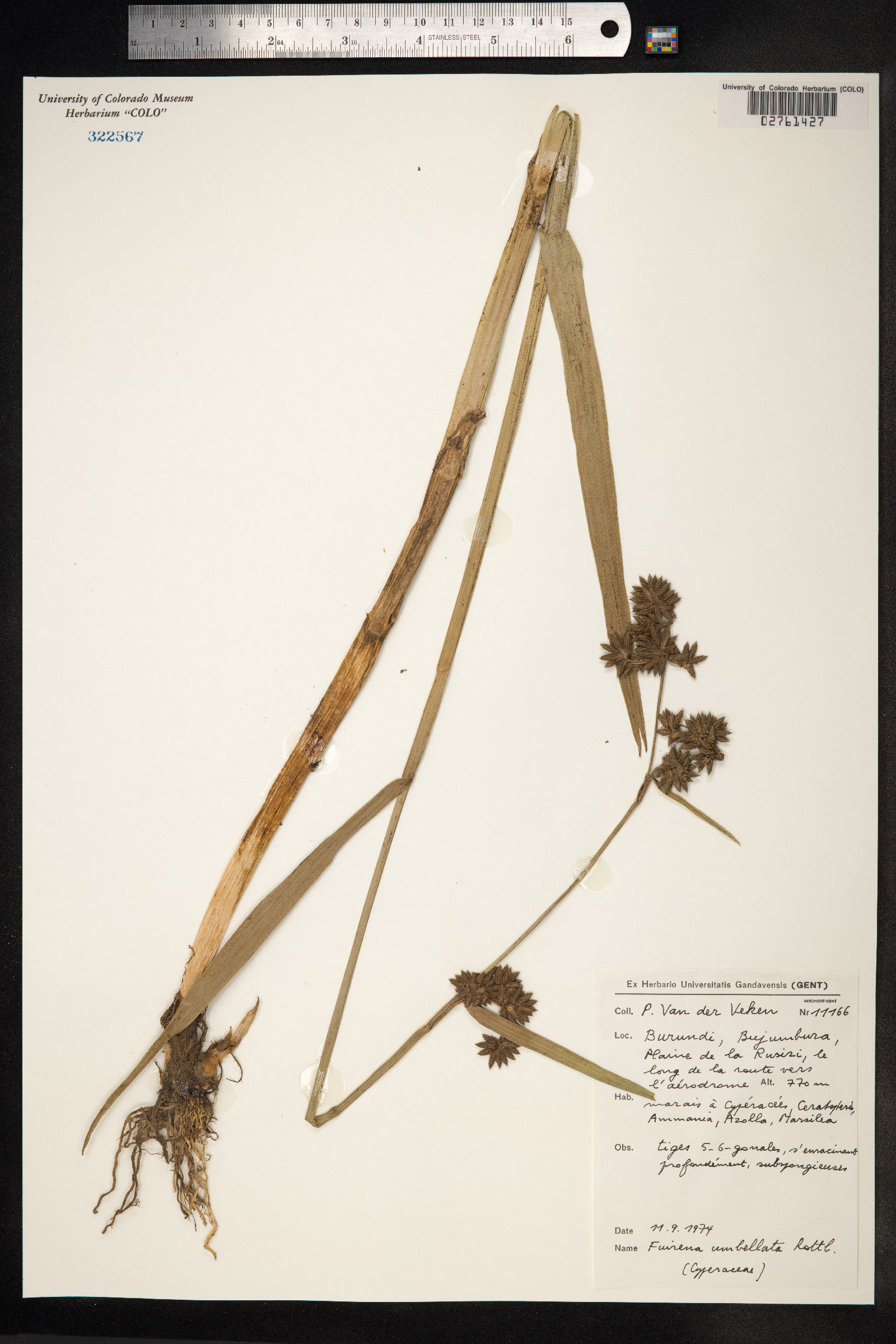 Fuirena umbellata image