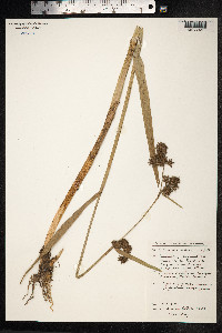 Image of Fuirena umbellata