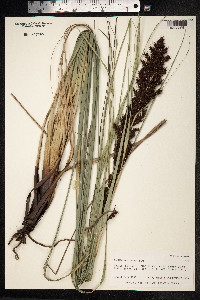 Image of Gahnia kauaiensis
