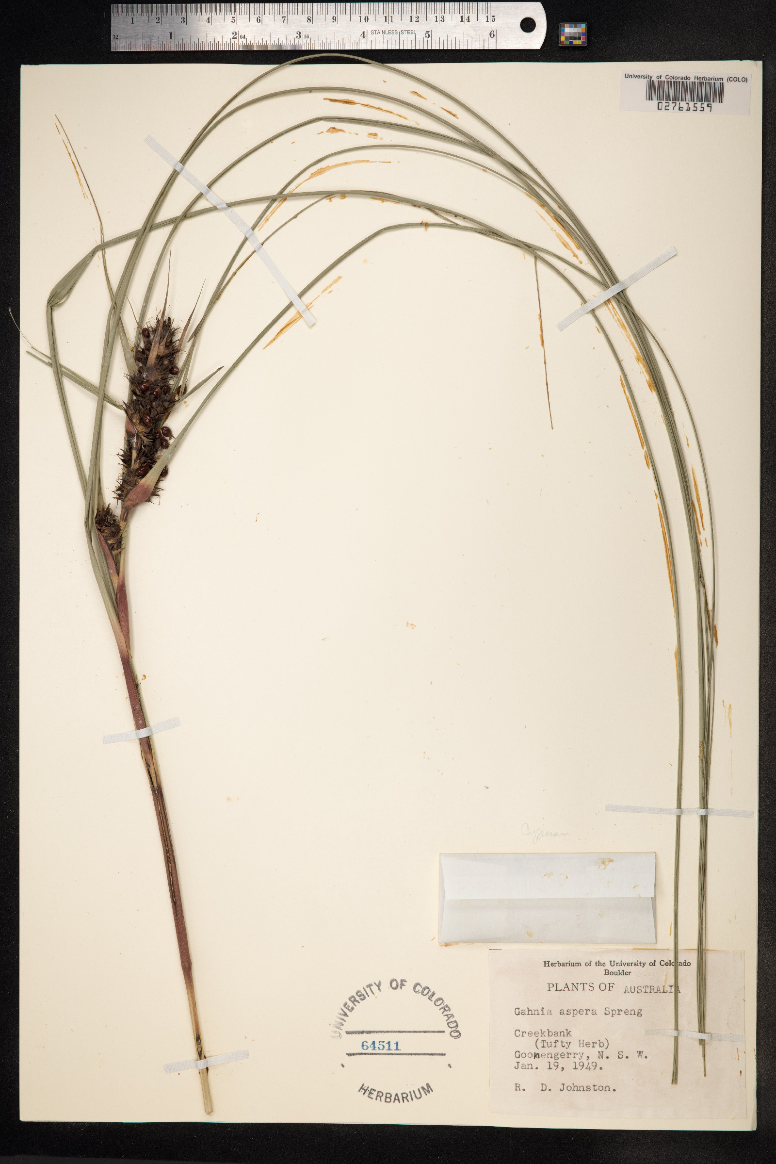 Gahnia aspera image