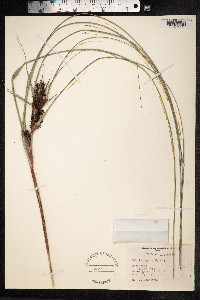 Image of Gahnia aspera