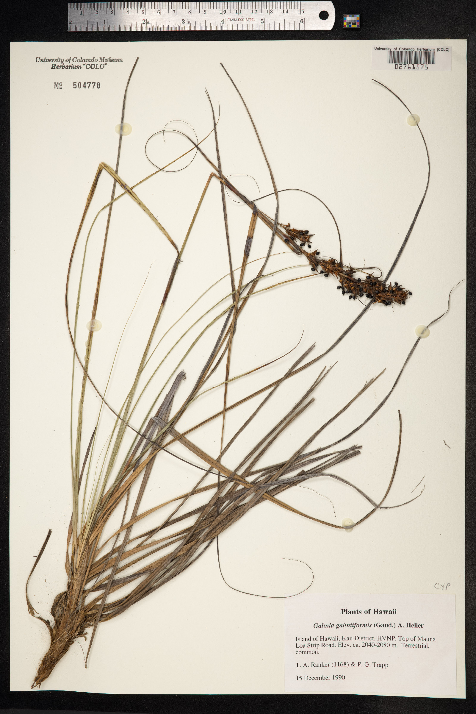 Morelotia gahniiformis image