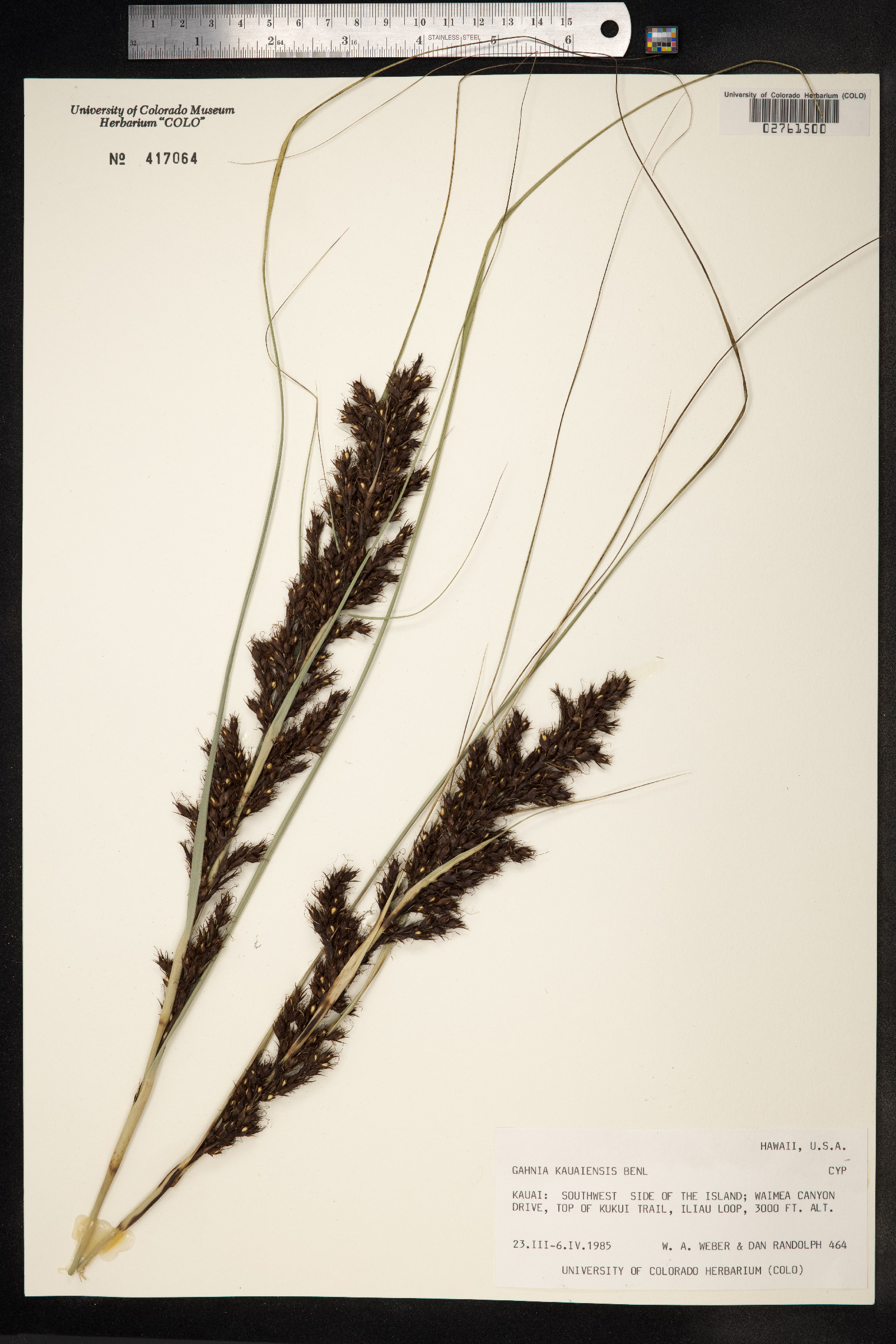 Gahnia image