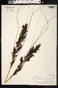 Gahnia vitiensis image