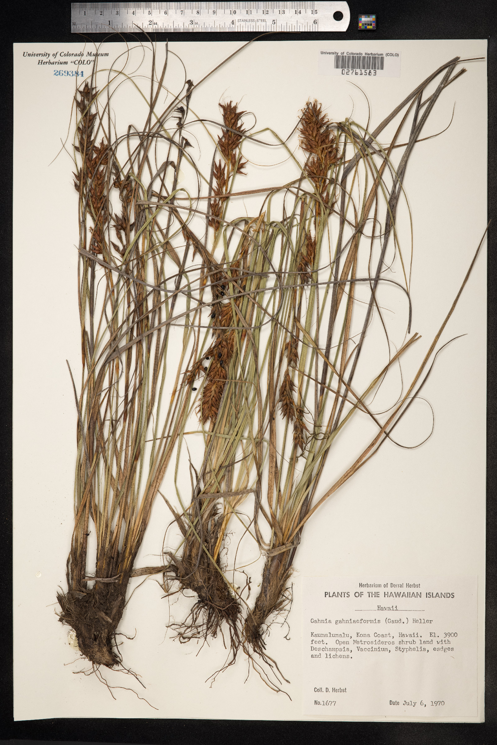 Morelotia gahniiformis image
