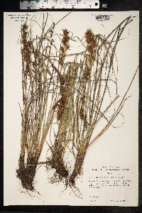 Morelotia gahniiformis image