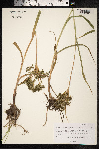 Scirpus pallidus image