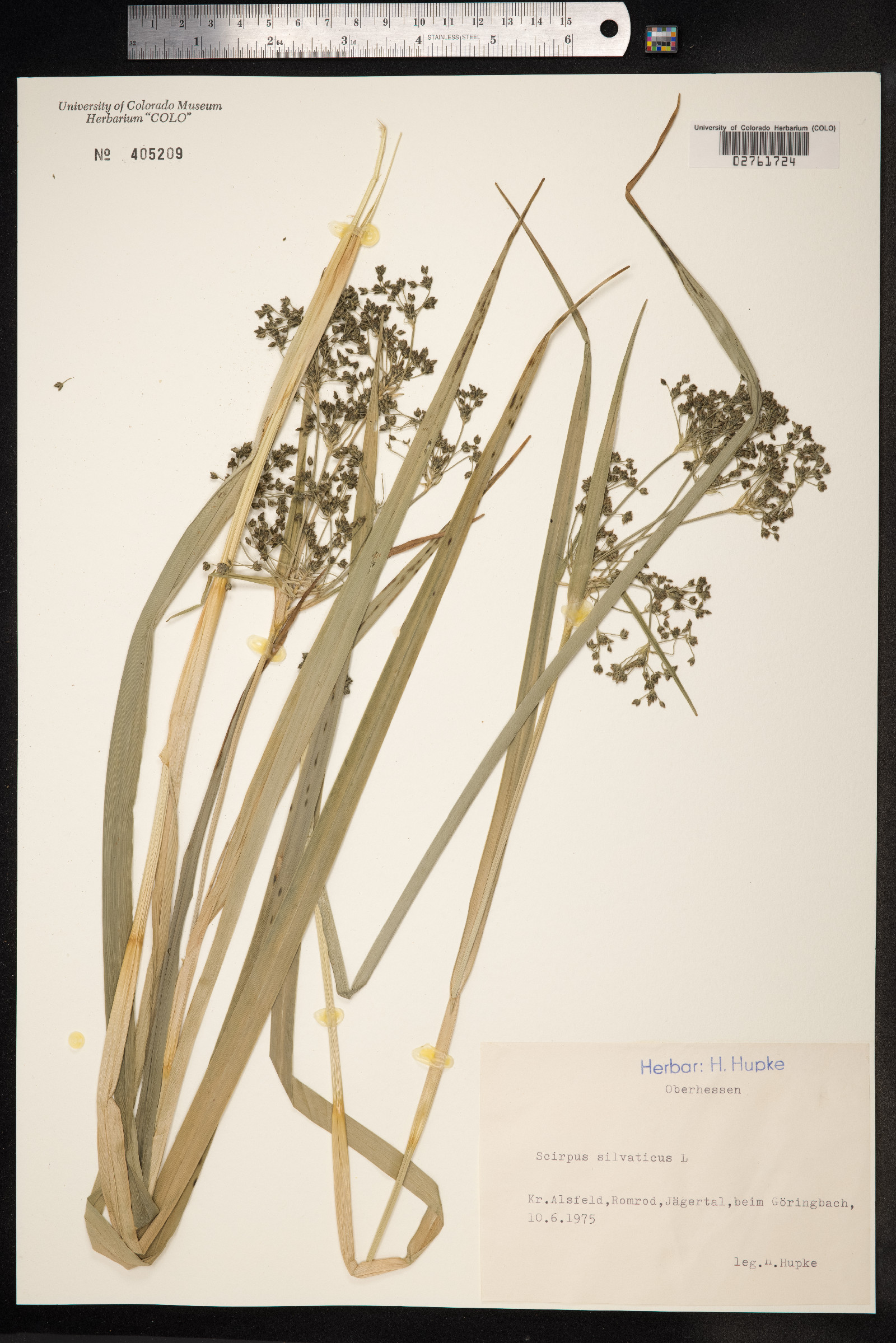 Scirpus image