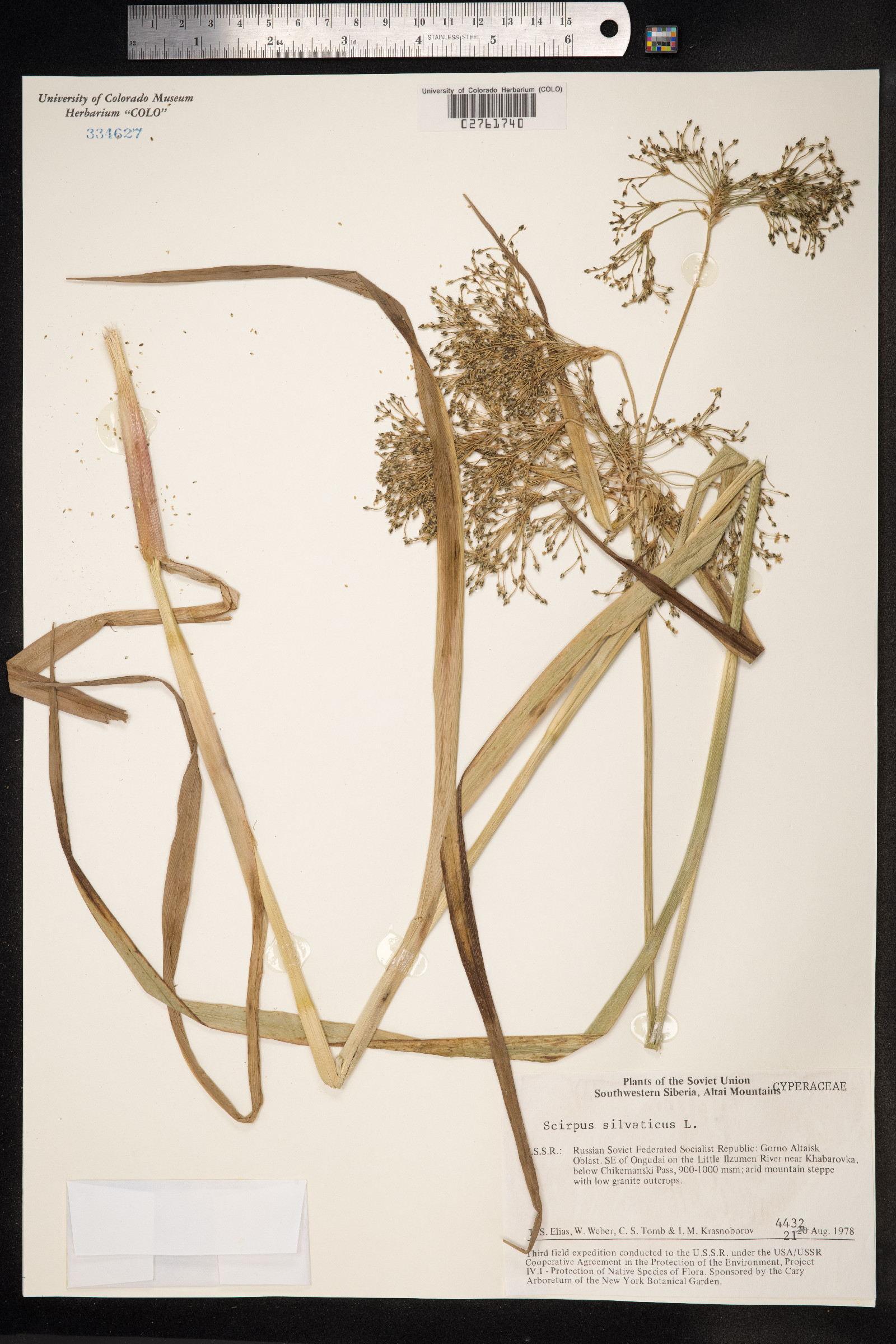 Scirpus image