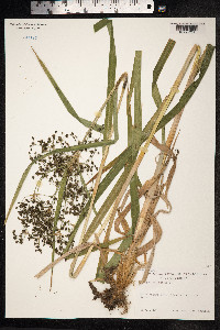 Scirpus sylvaticus image