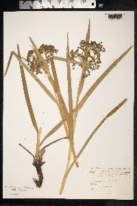 Scirpus sylvaticus image