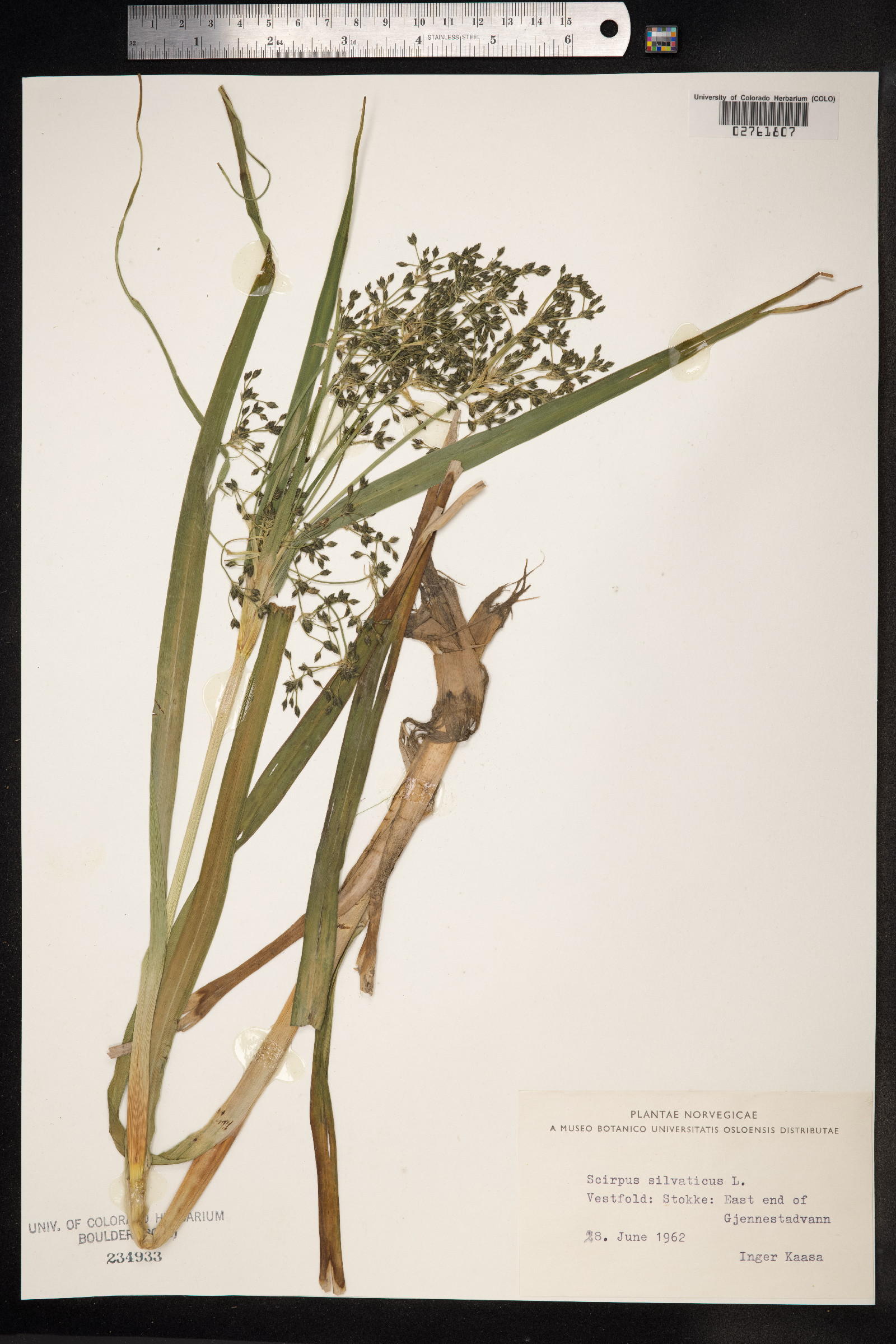 Scirpus image