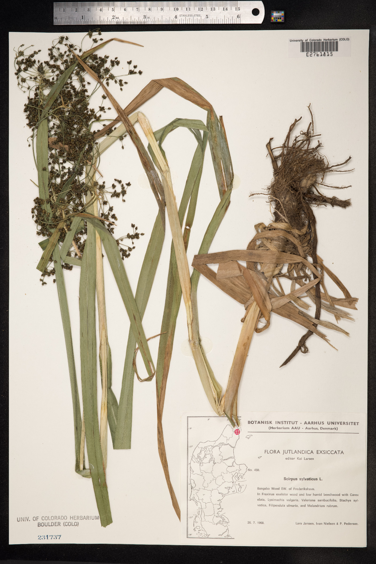 Scirpus image