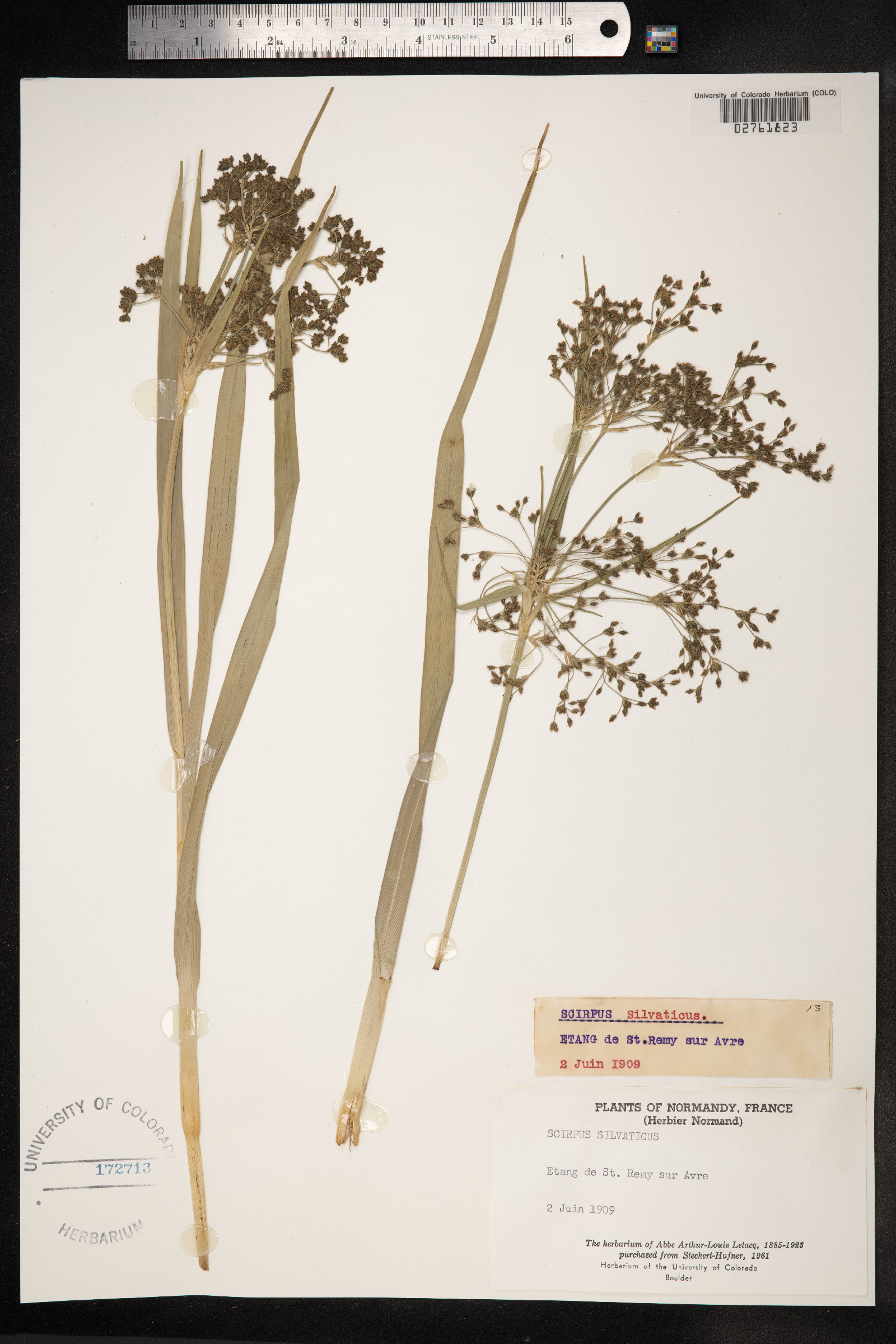 Scirpus sylvaticus image