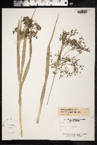Scirpus sylvaticus image