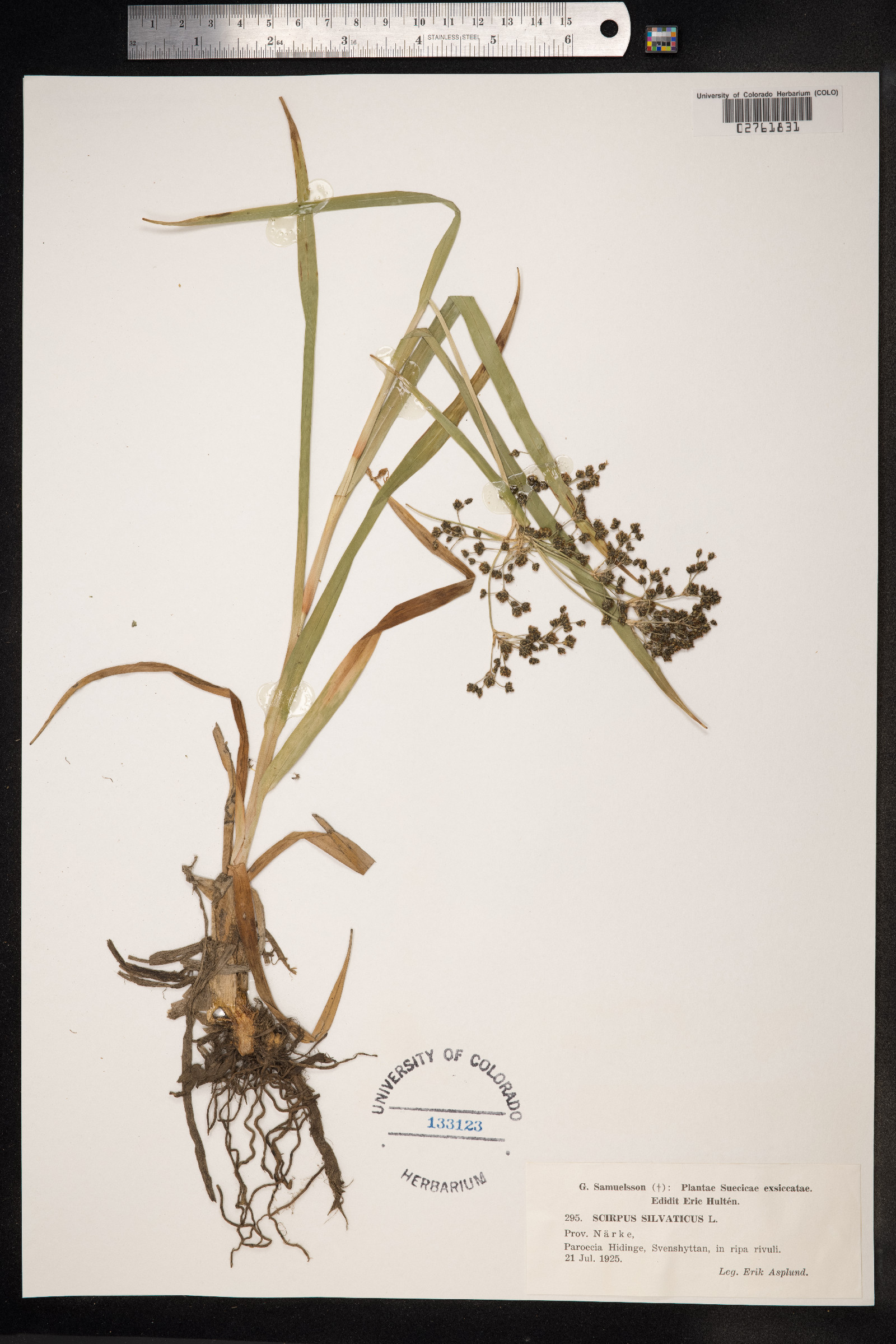 Scirpus sylvaticus image