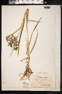 Scirpus sylvaticus image