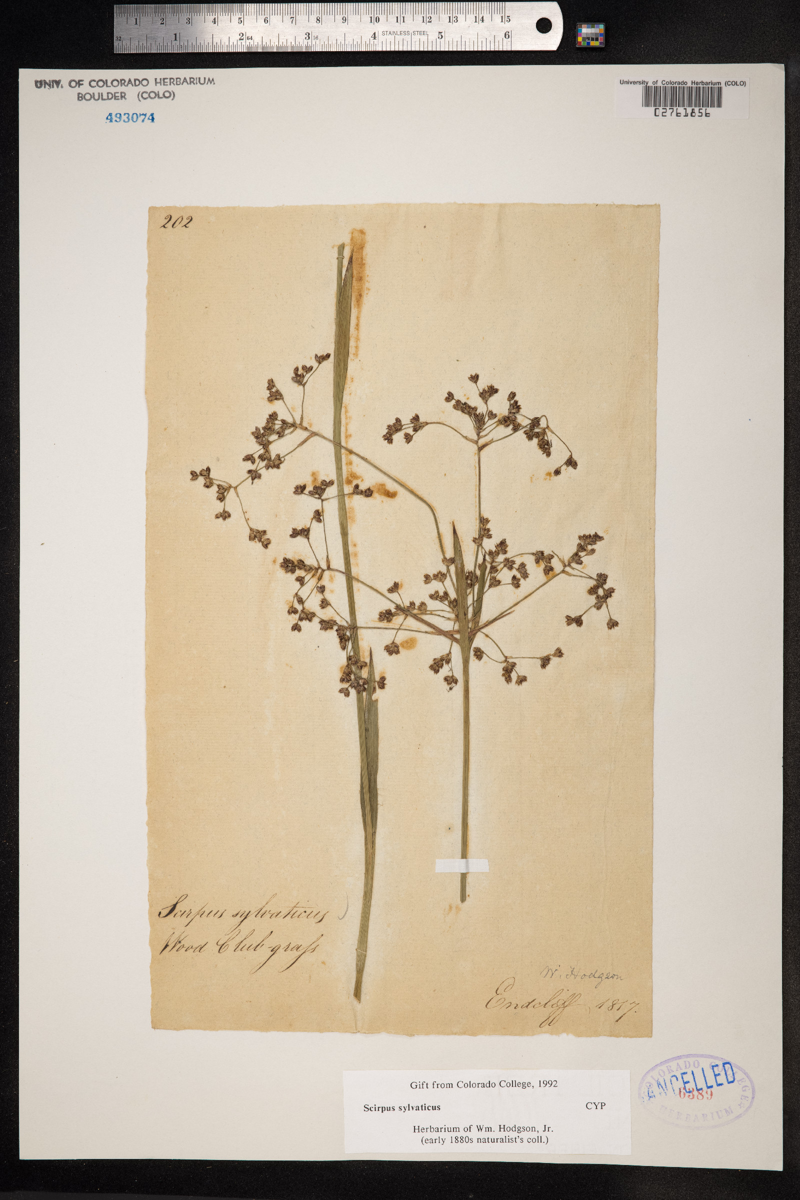 Scirpus sylvaticus image