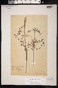 Scirpus sylvaticus image
