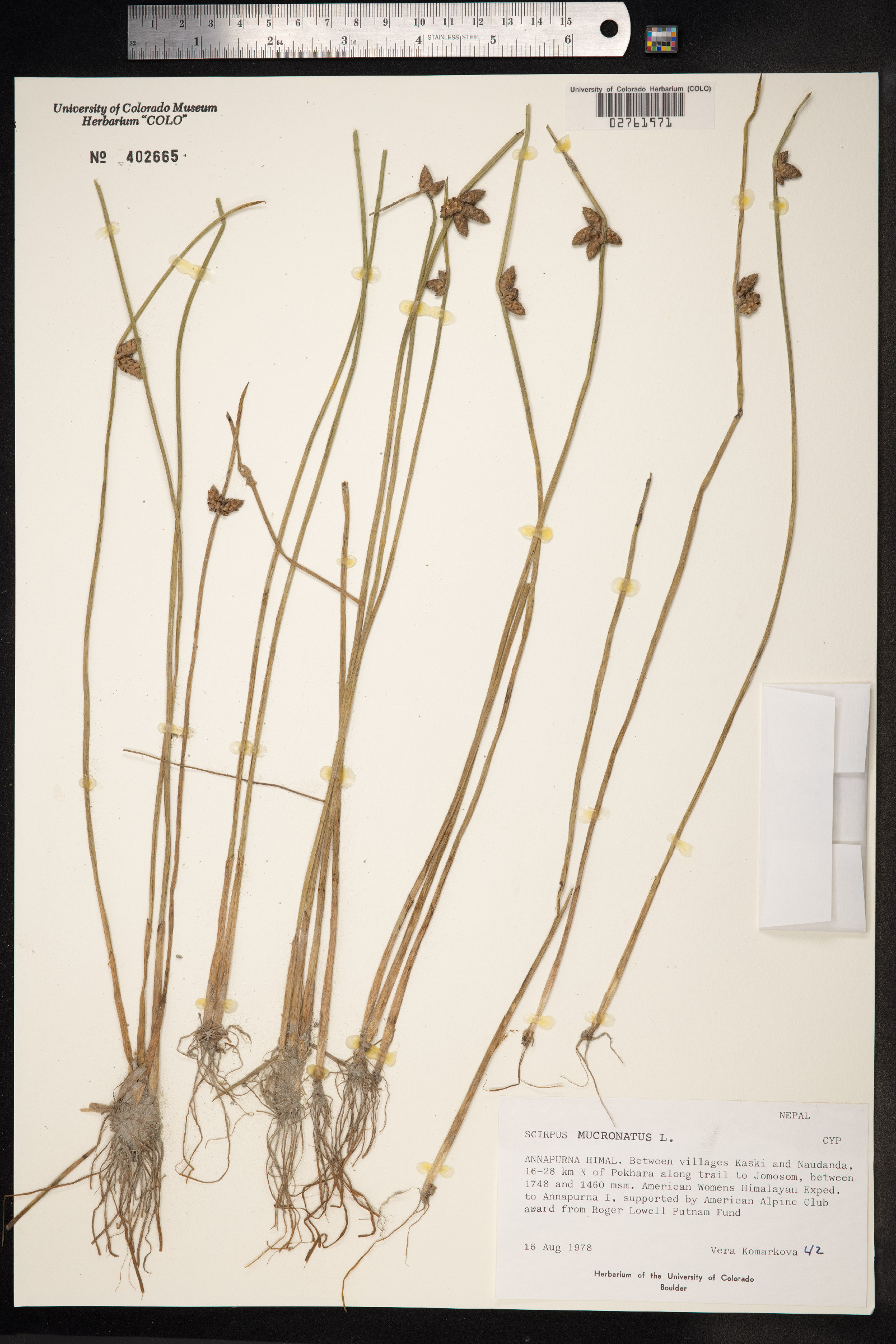Schoenoplectus mucronatus image