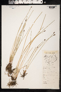 Eleocharis palustris image