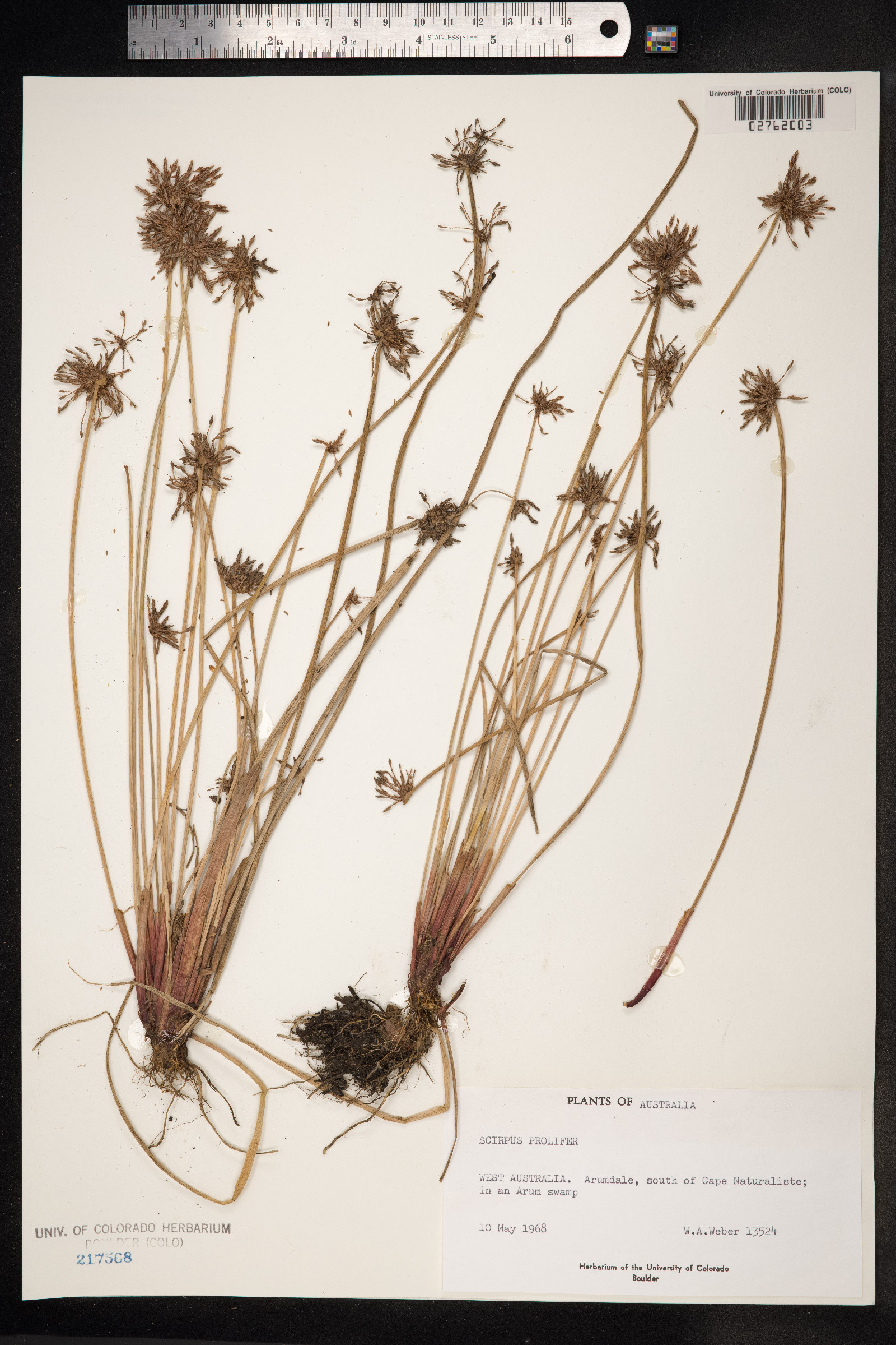 Isolepis prolifera image
