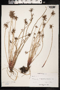 Image of Scirpus prolifer