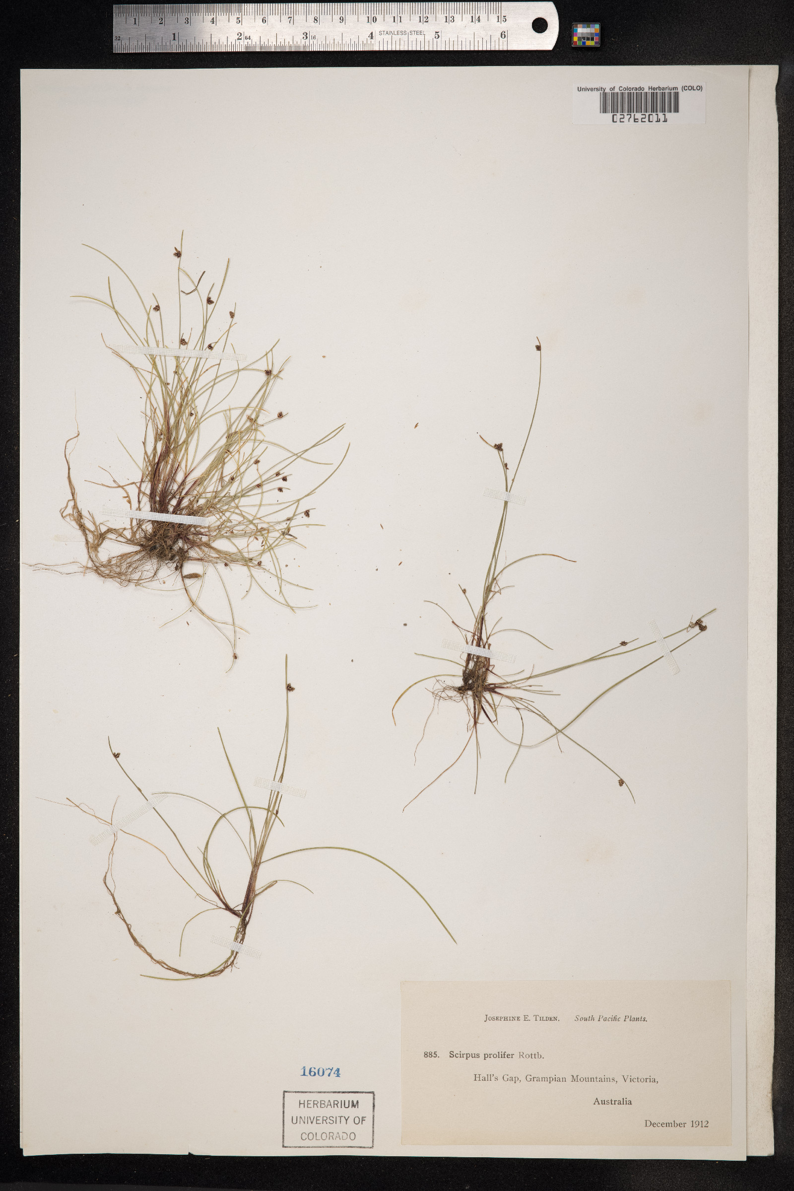 Isolepis prolifera image